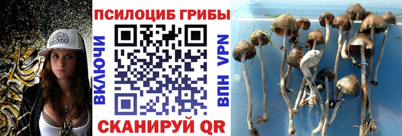 купить   Лахденпохья  Псилоцибиновые грибы прущие грибы 